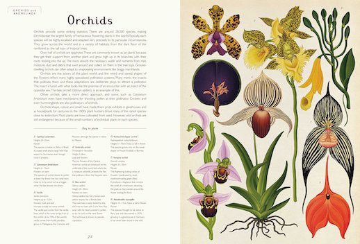 botanicum3-copy