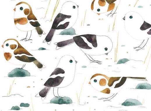 buntings