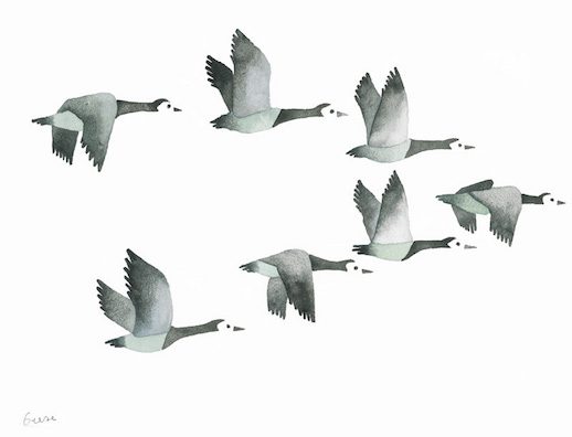 geese