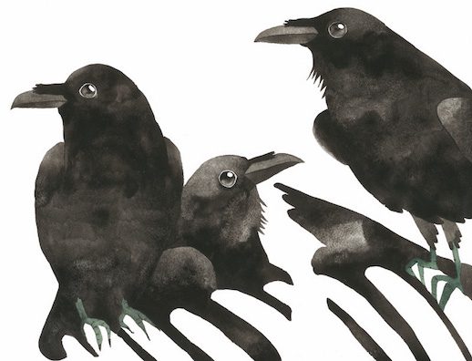 ravens