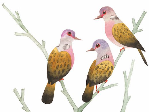 turtle-doves