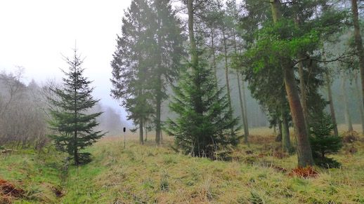 stonehaugh-kielder-forest