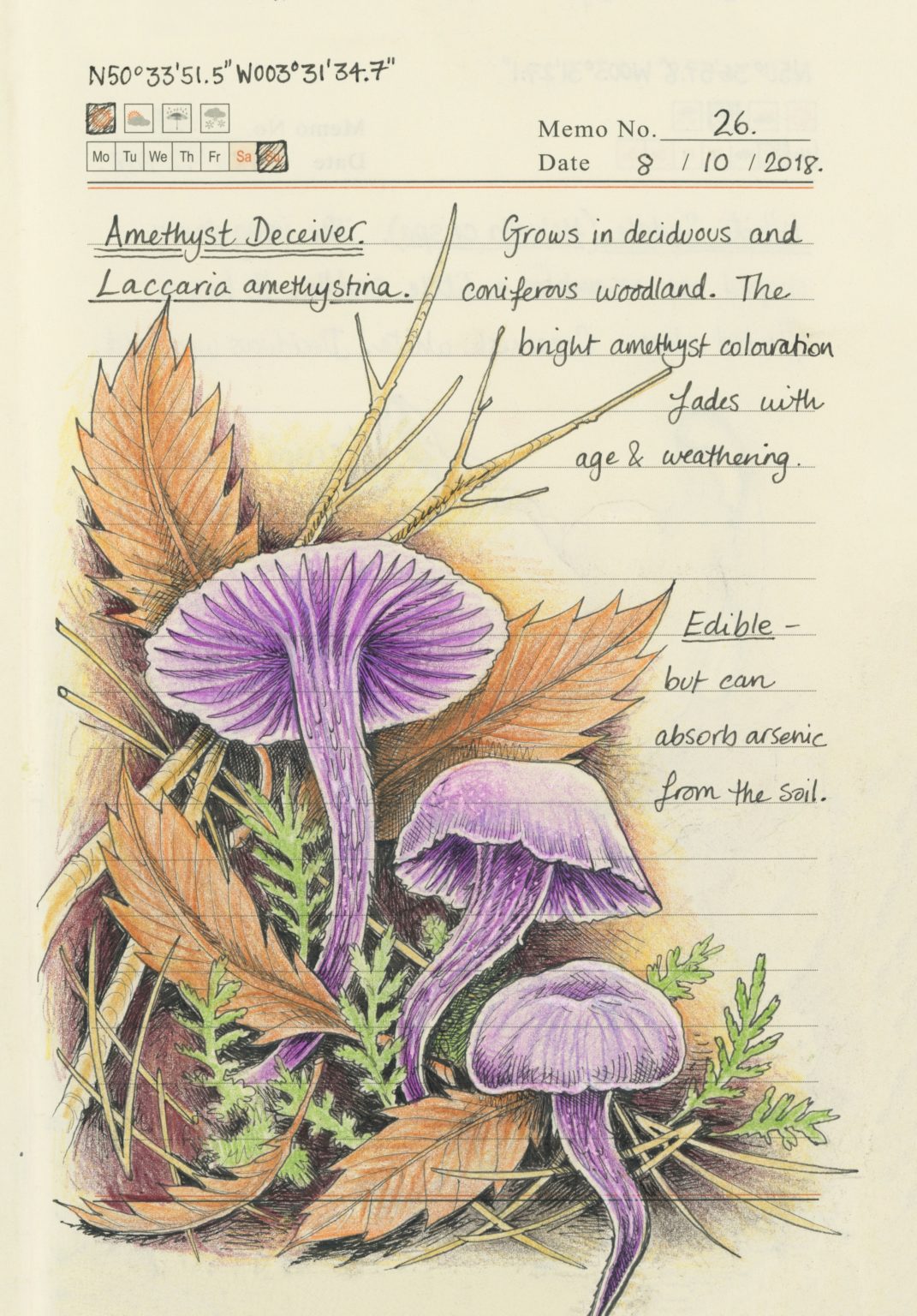 Secrets of a Devon Wood Caught by the River Caught by the River