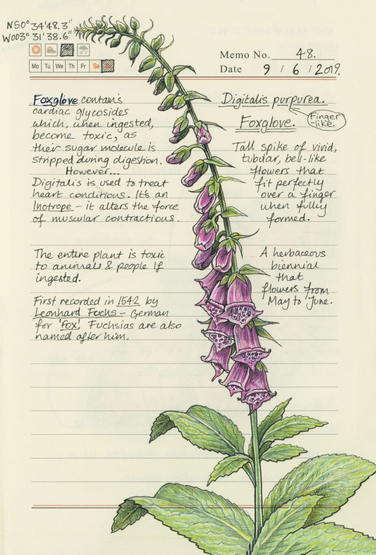 Secrets of a Devon Wood Caught by the River Caught by the River