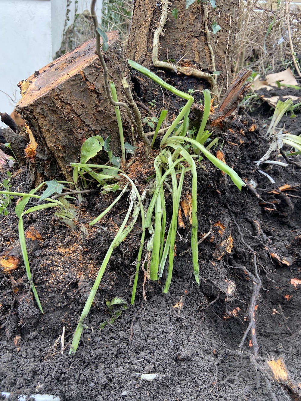 Breaking Ground: The Plum Tree | Caught by the River | Caught by the River